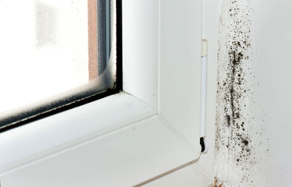Close-up of a window corner with black mold—an indoor pollutant—growing on the adjacent white wall and window sill, often a problem in winter.