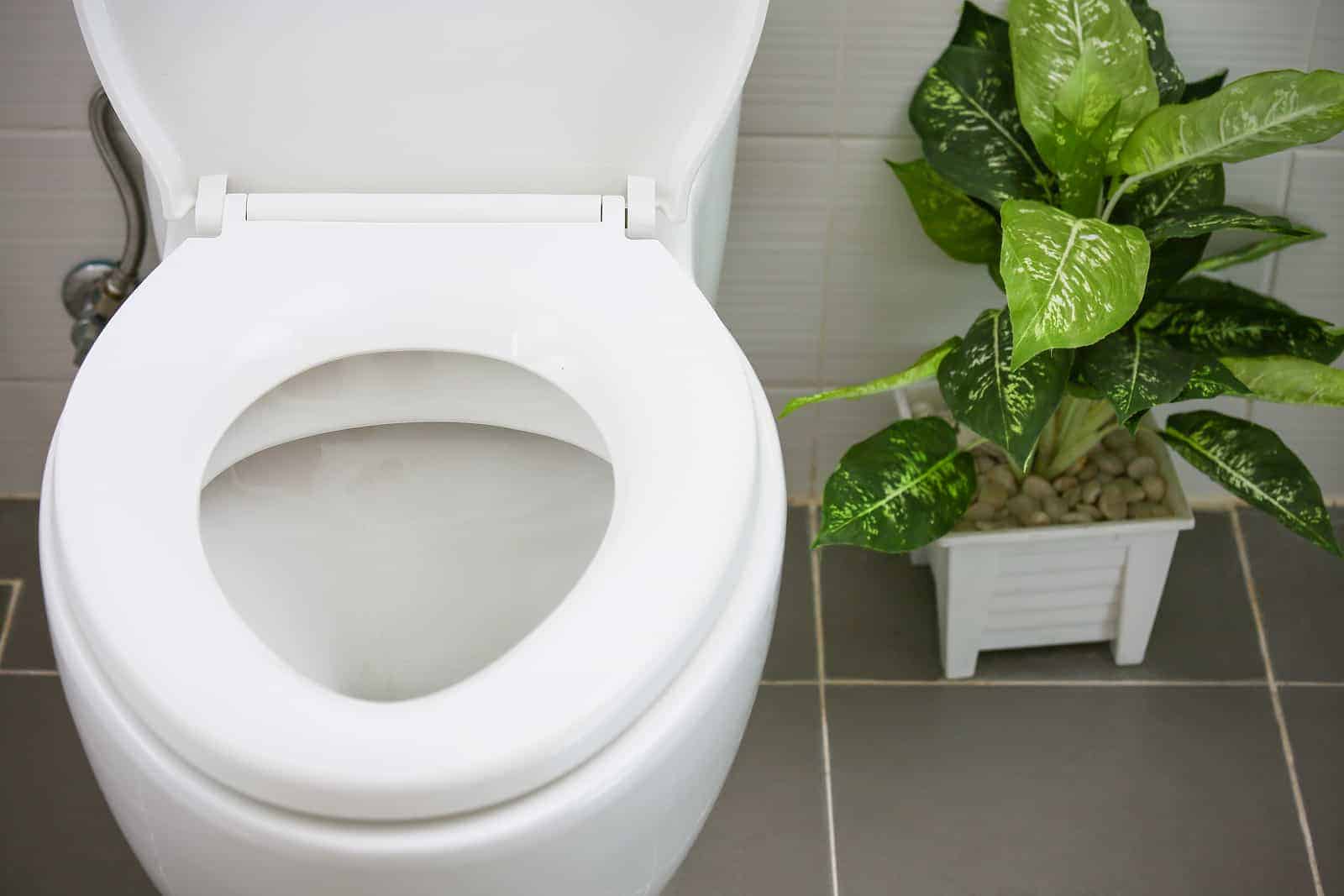 A white toilet with an open lid is on a tiled floor next to a green potted plant.