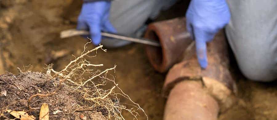 Person wearing blue gloves uses a tool to examine a cracked underground pipe surrounded by soil and roots.